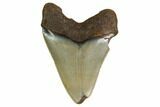 Bargain, Megalodon Tooth - North Carolina #152923-1